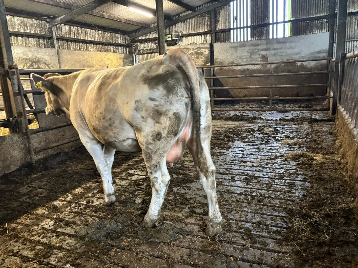 In calf Heifer - Image 2