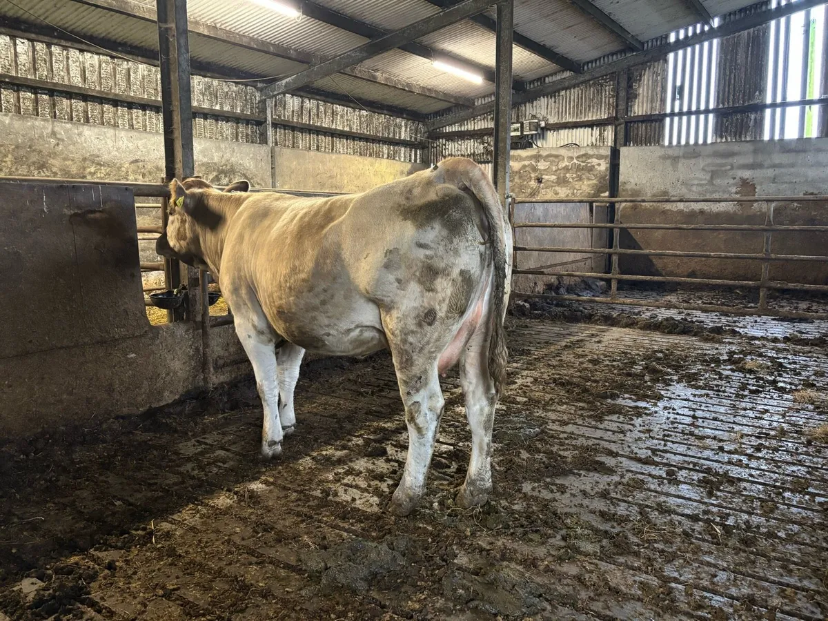 In calf Heifer - Image 3
