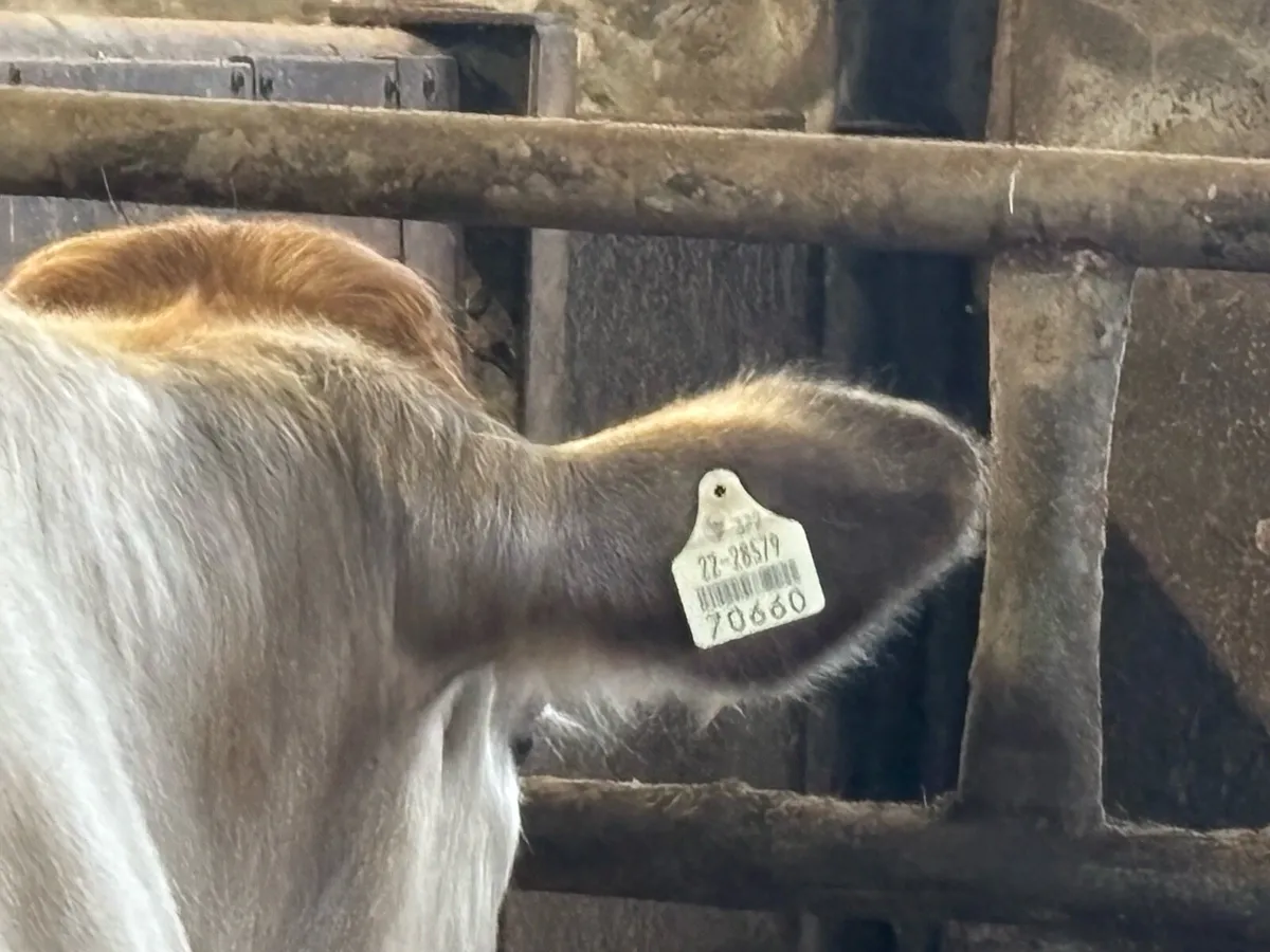In calf Heifer - Image 4