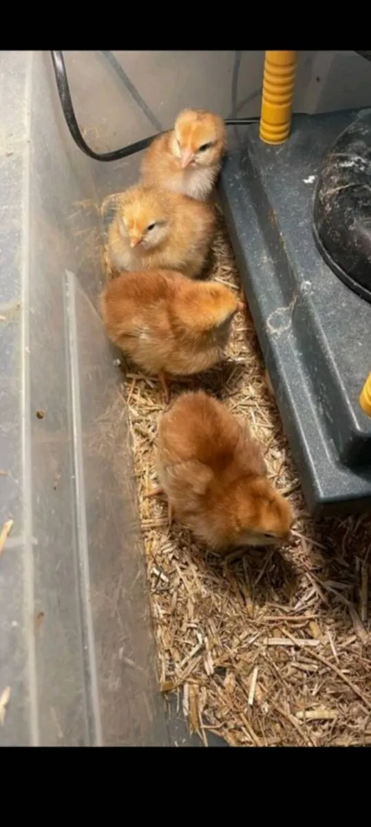Heritage Rhode island red chicks day olds - Image 4