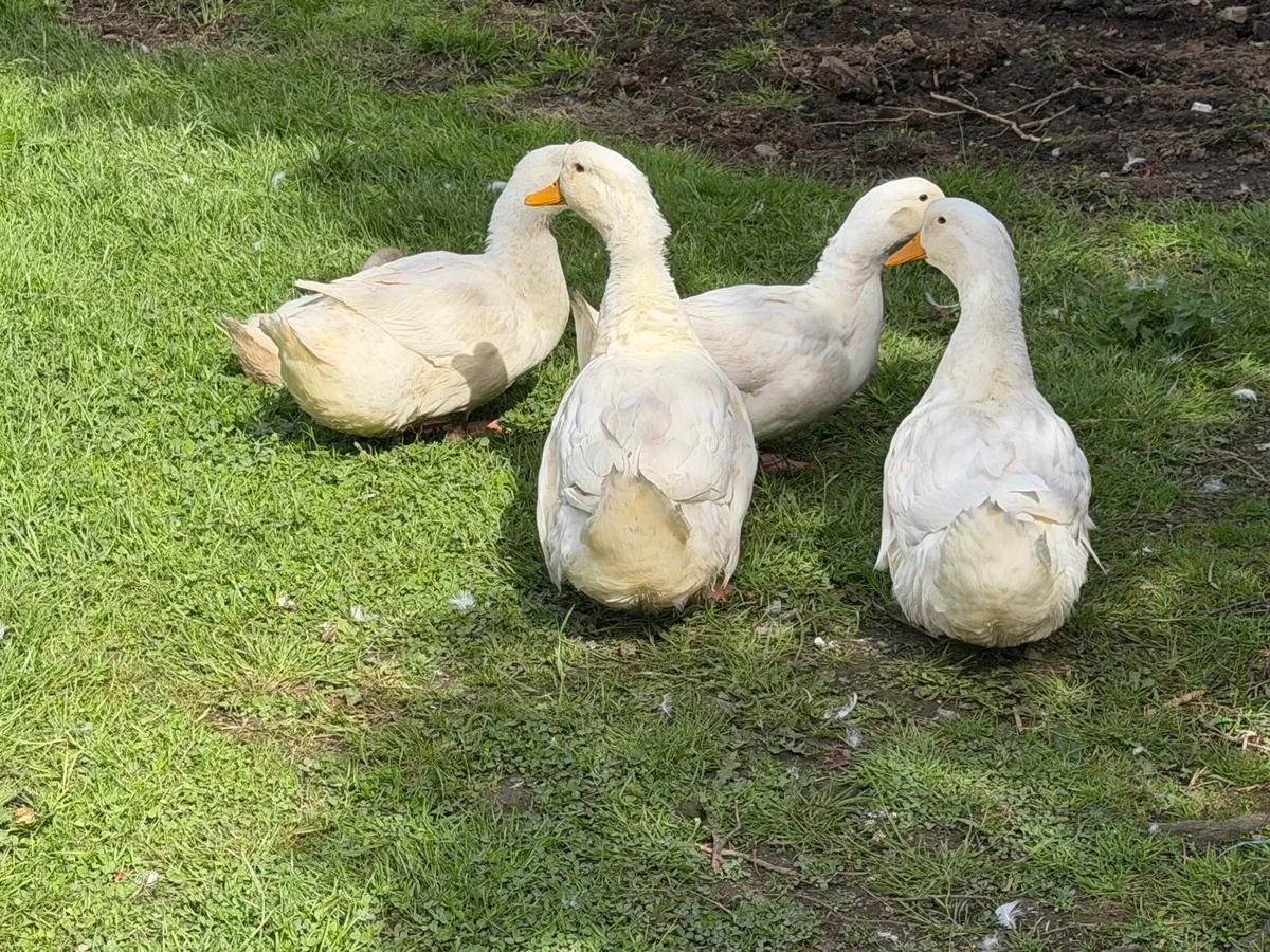 Ducks and Hens buff brahma - Image 1