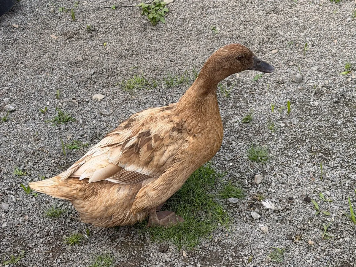 Ducks and Hens buff brahma - Image 2