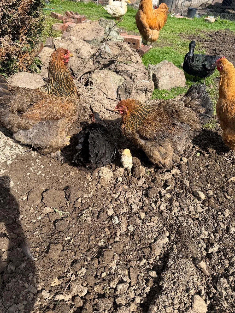 Ducks and Hens buff brahma - Image 4