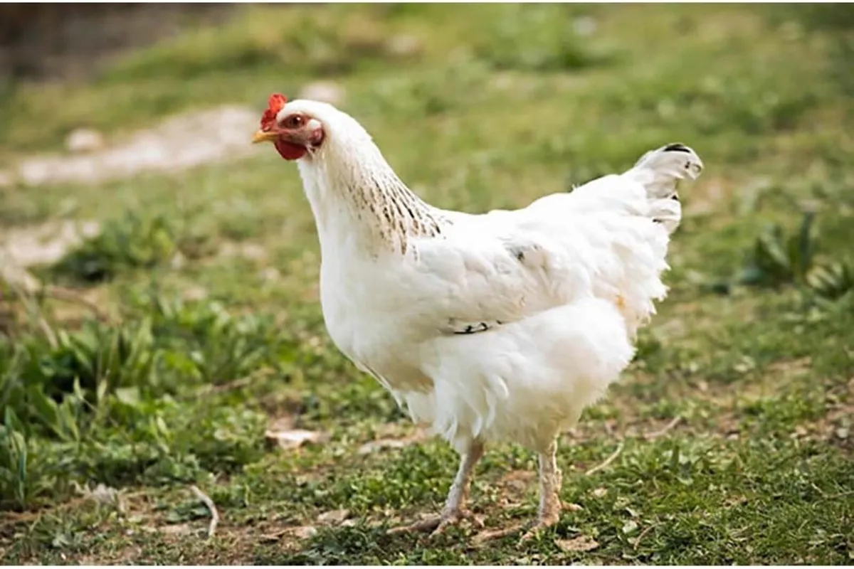 Ducks and Hens buff brahma - Image 3