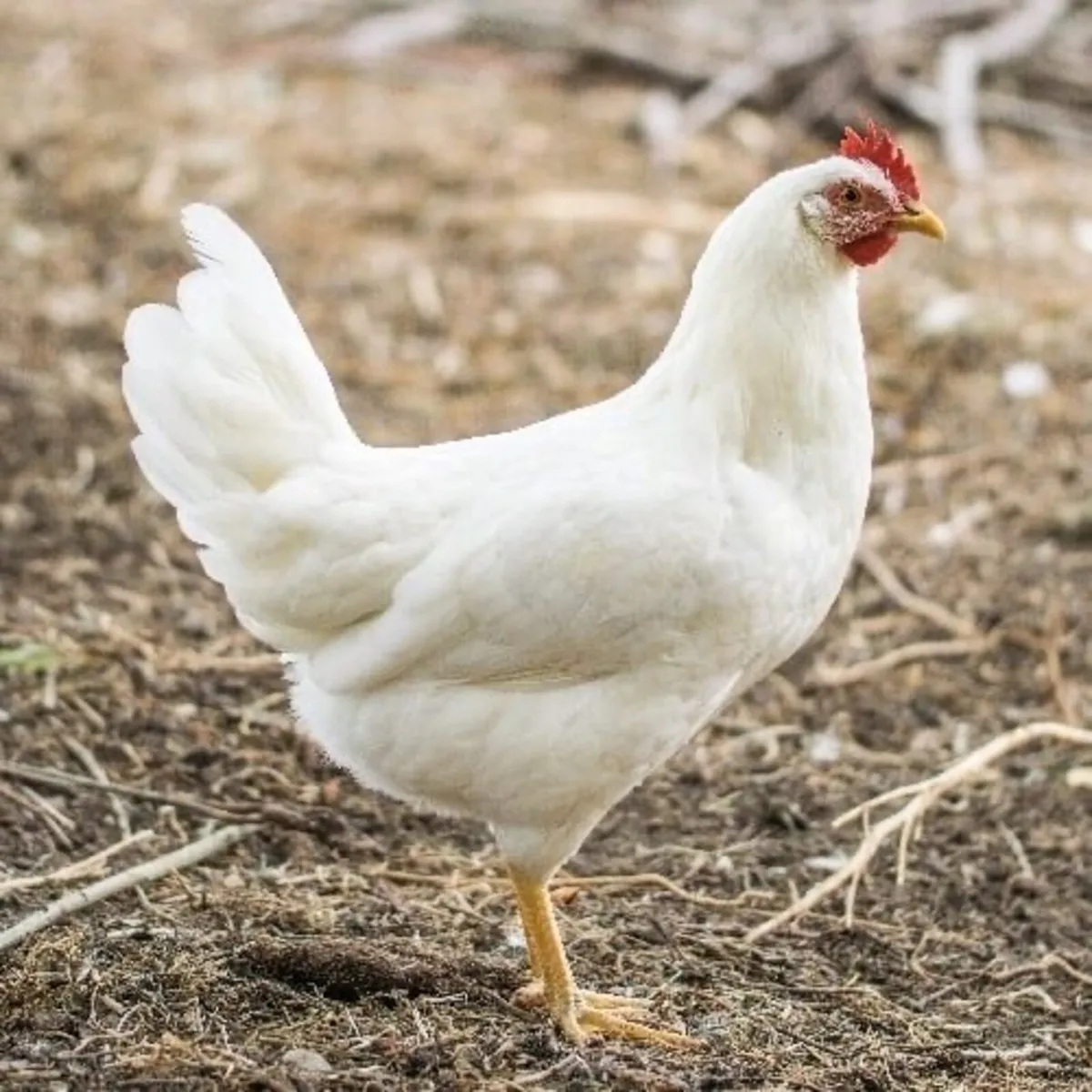 Ducks and Hens buff brahma - Image 4
