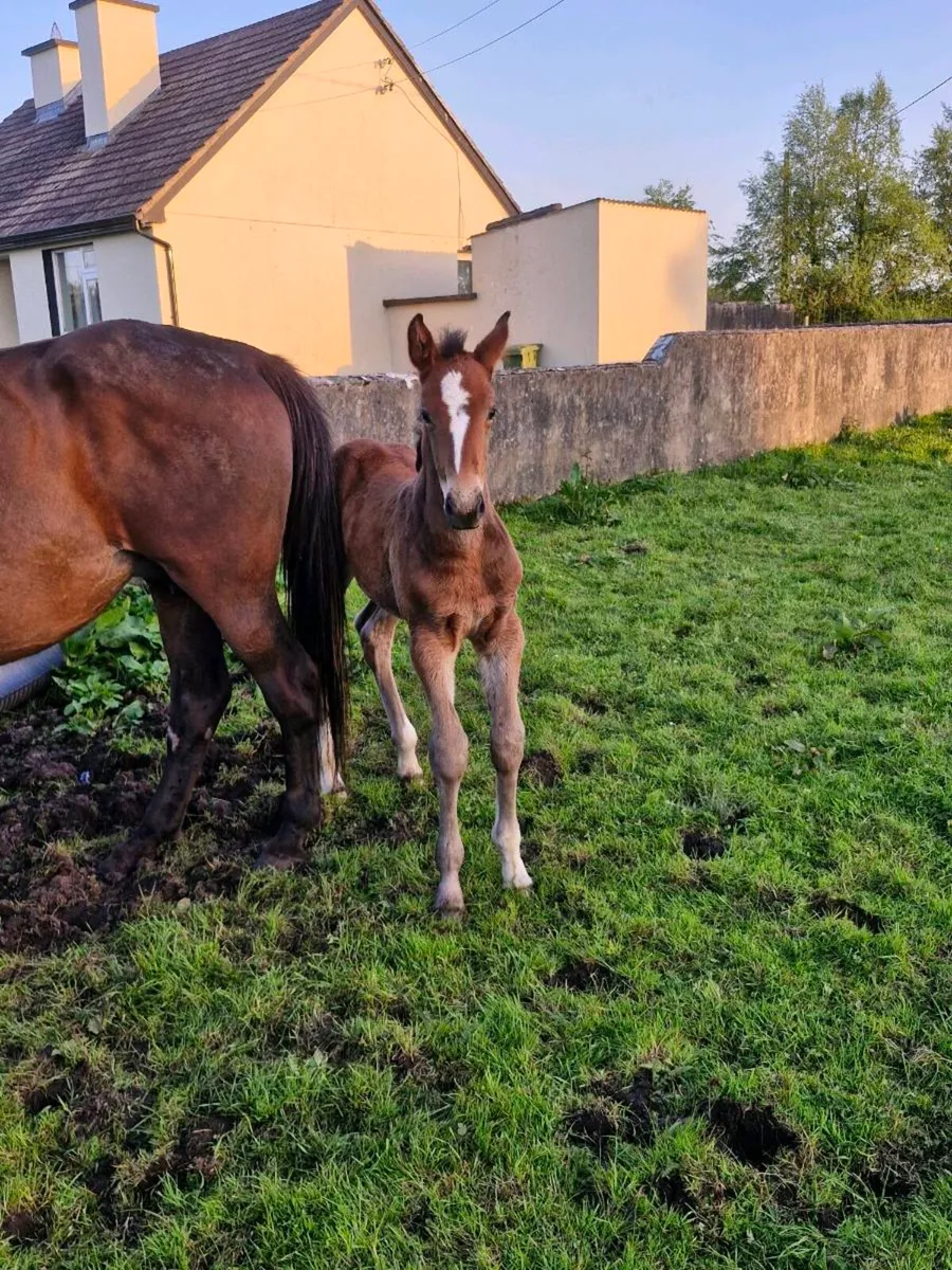 Mare and foal - Image 1