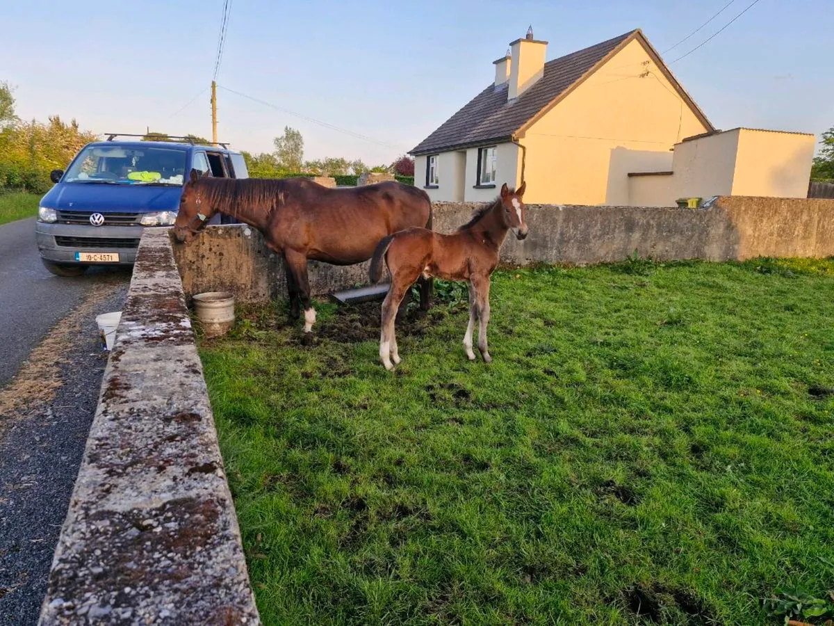 Mare and foal - Image 2