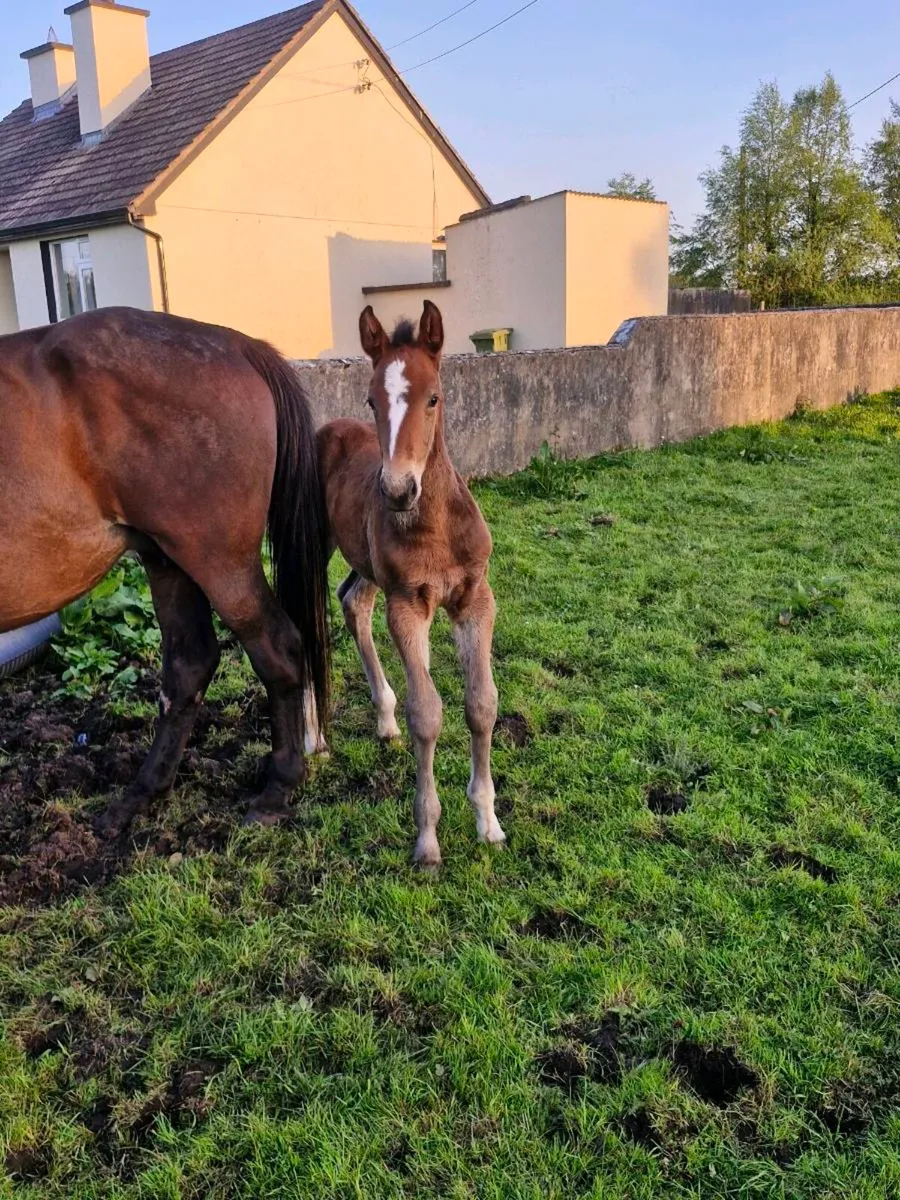 Mare and foal - Image 3