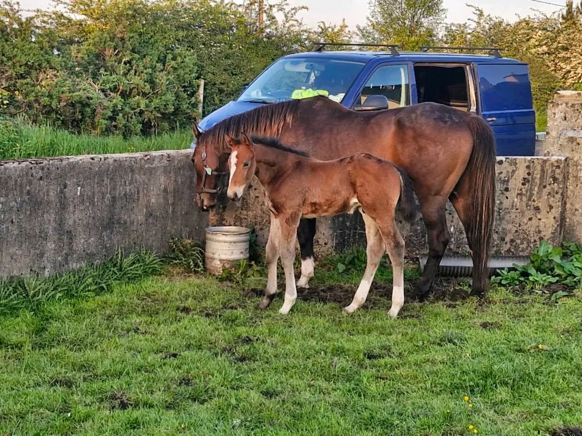 Mare and foal - Image 4