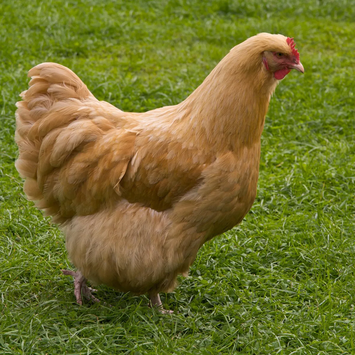 Hens buff Orpington brahma - Image 1
