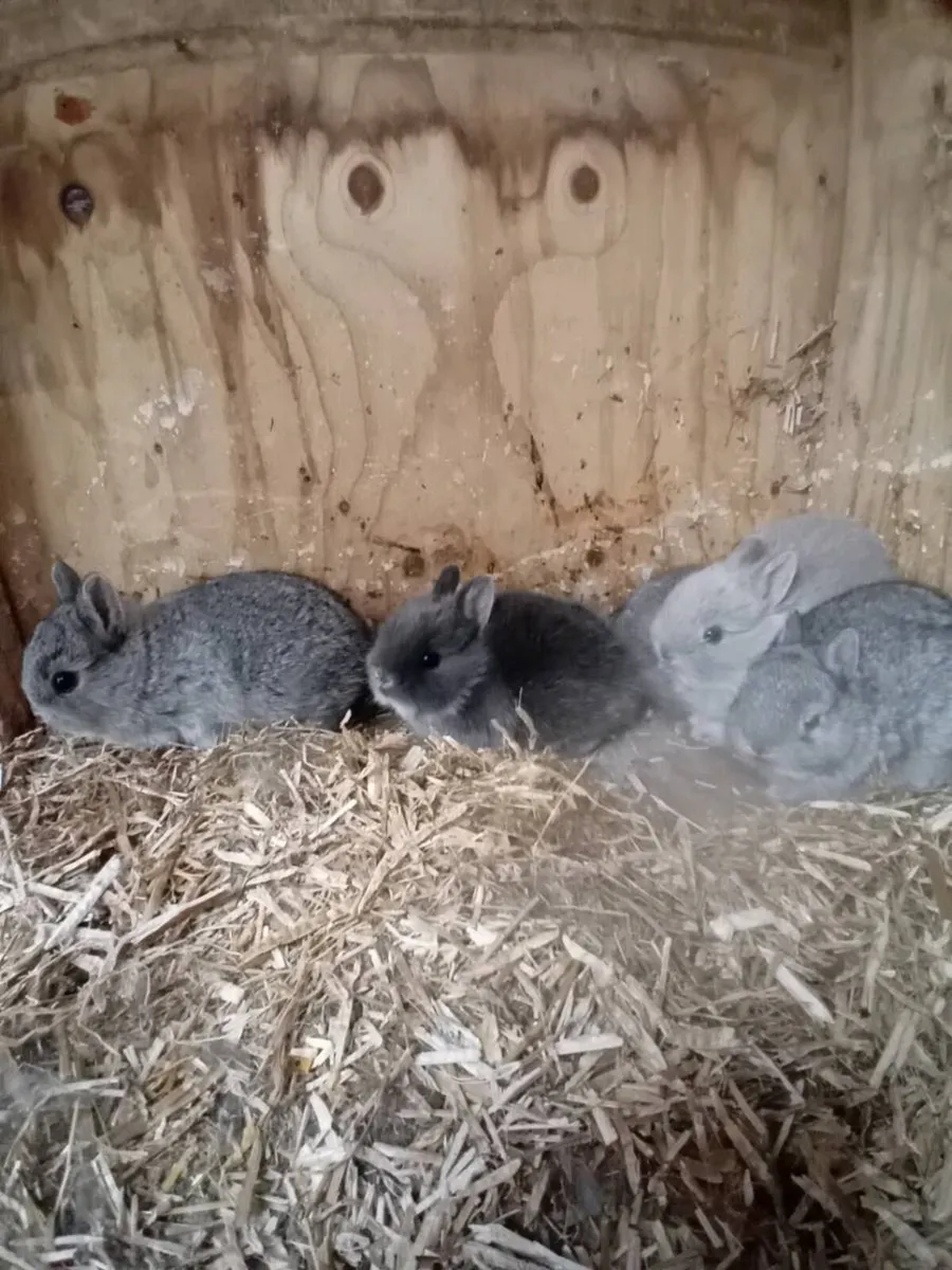 Netherland Dwarf Rabbits - Image 1