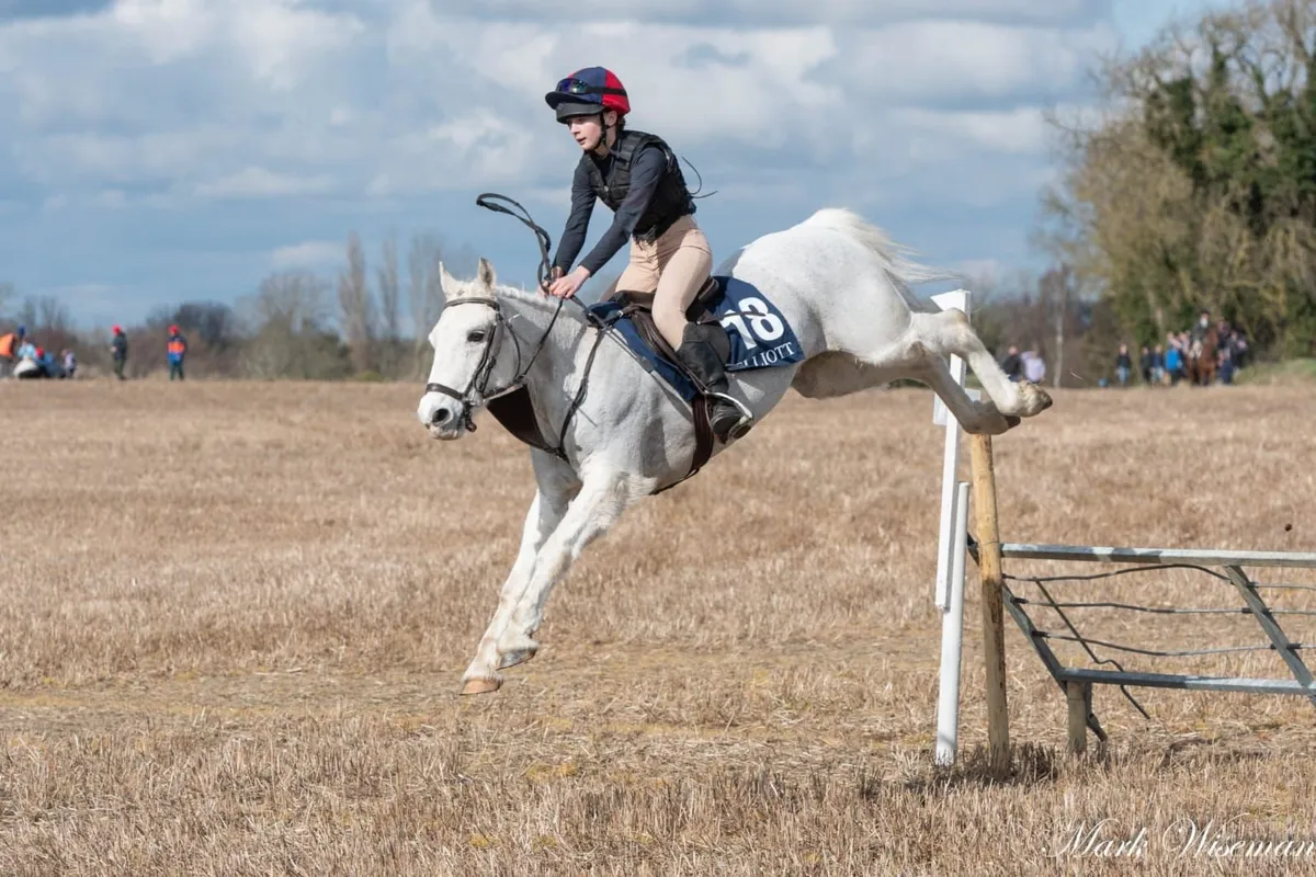 133cm  Competition Pony - Image 3