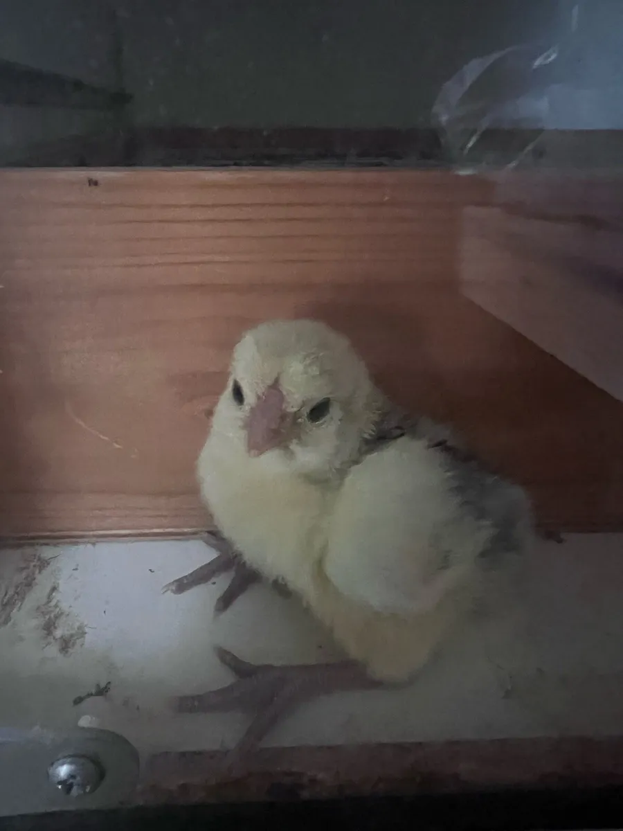 Chicks - Image 2