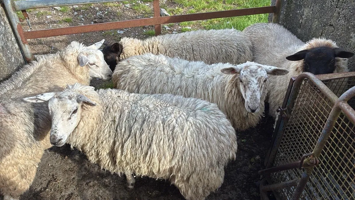 Ewe  - Hoggets