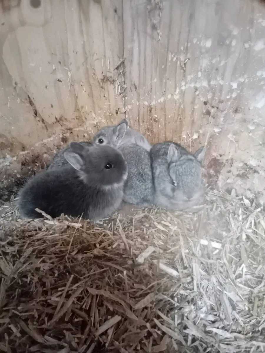Netherland Dwarf Rabbits - Image 2