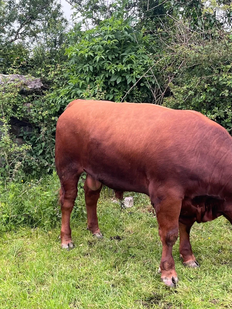 Red Angus Bull - Image 3