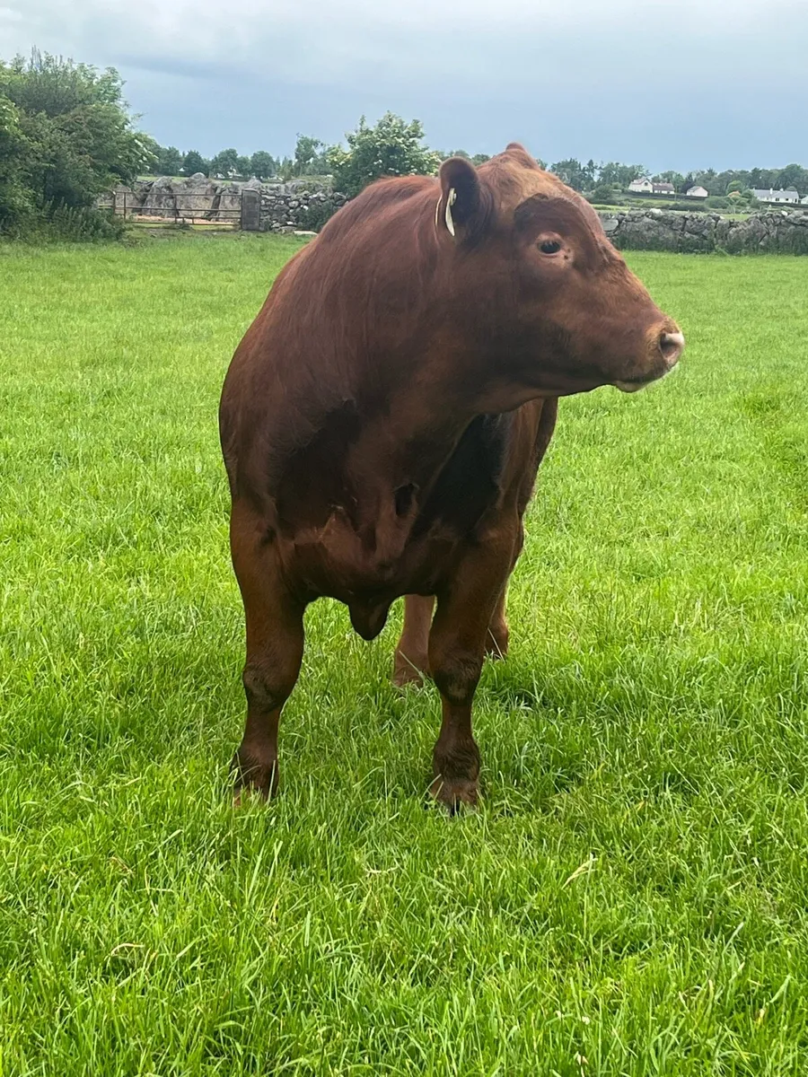 Red Angus Bull - Image 4