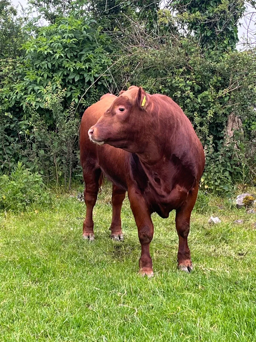 Red Angus Bull - Image 1