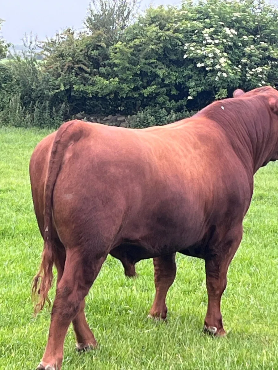 Red Angus Bull - Image 2