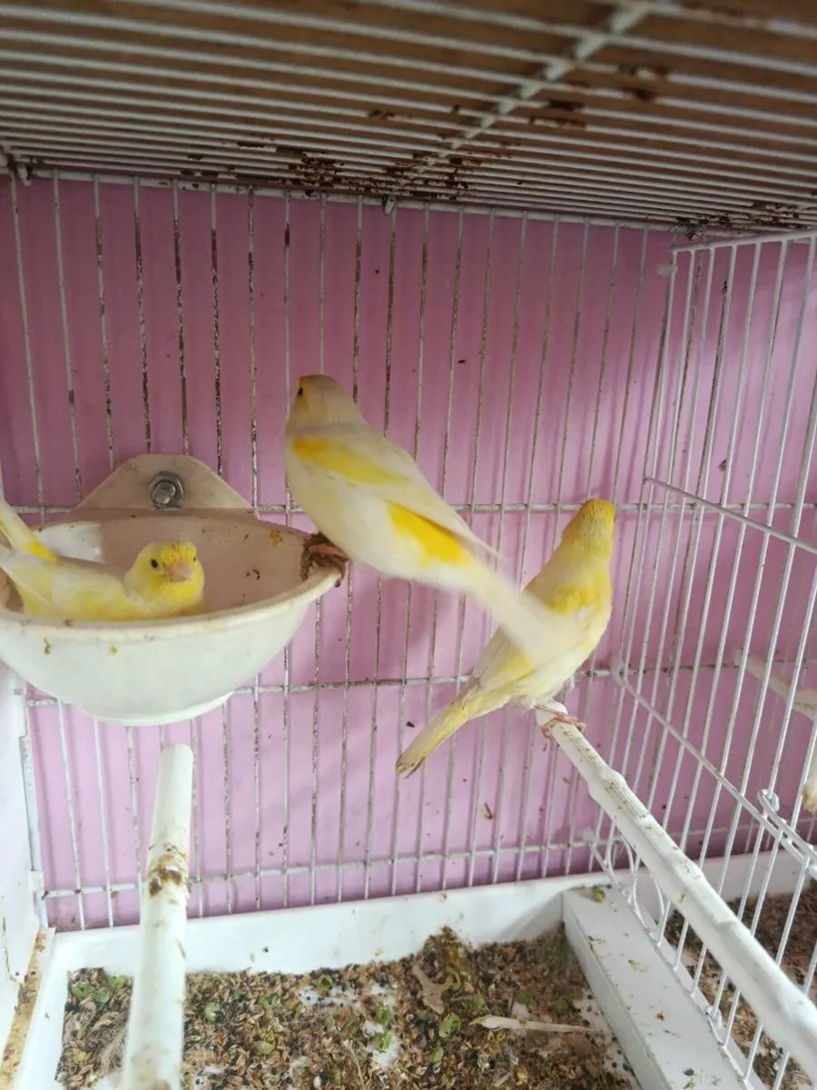 4 hen canaries
