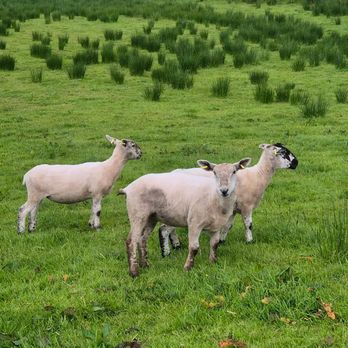 EWE HOGGETS - Image 4