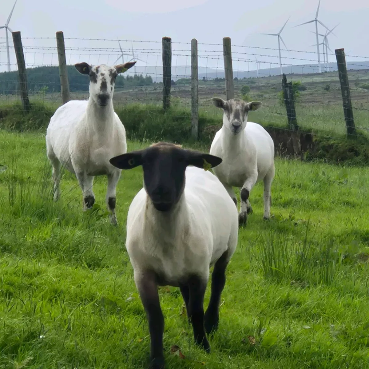 EWE HOGGETS - Image 1