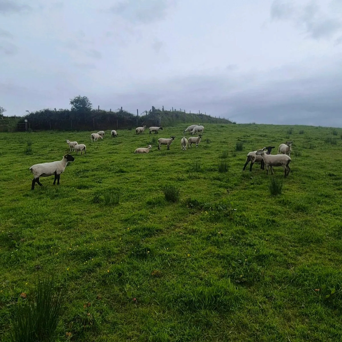 EWE HOGGETS - Image 2