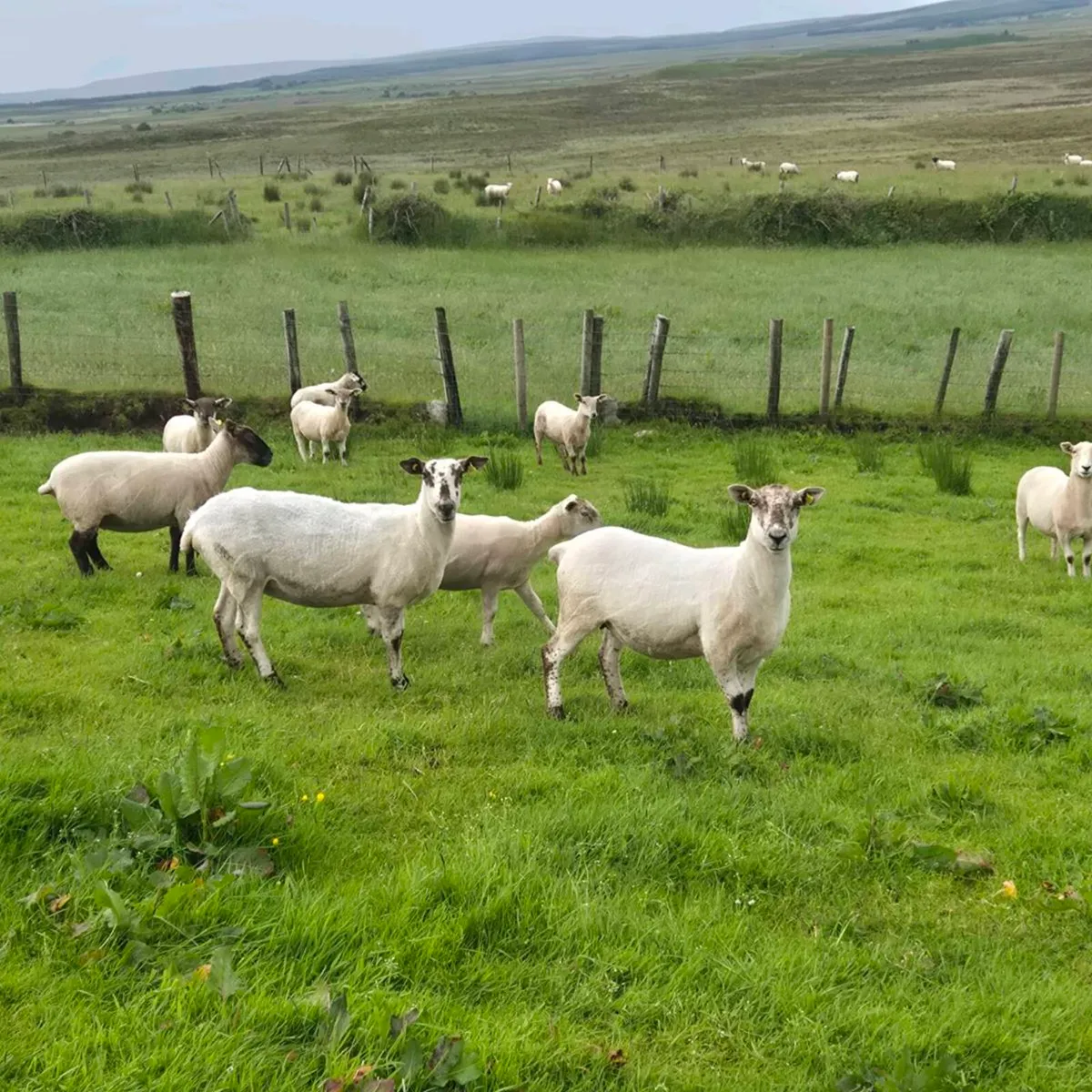 EWE HOGGETS - Image 3