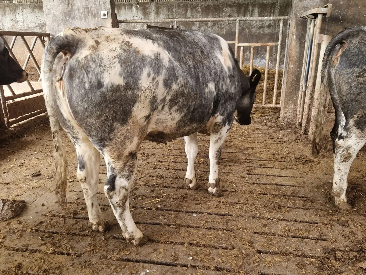 Breeding Heifers. - Image 1
