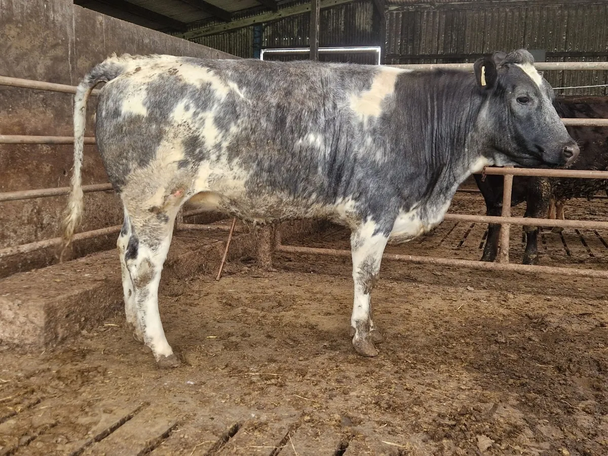Breeding Heifers. - Image 2