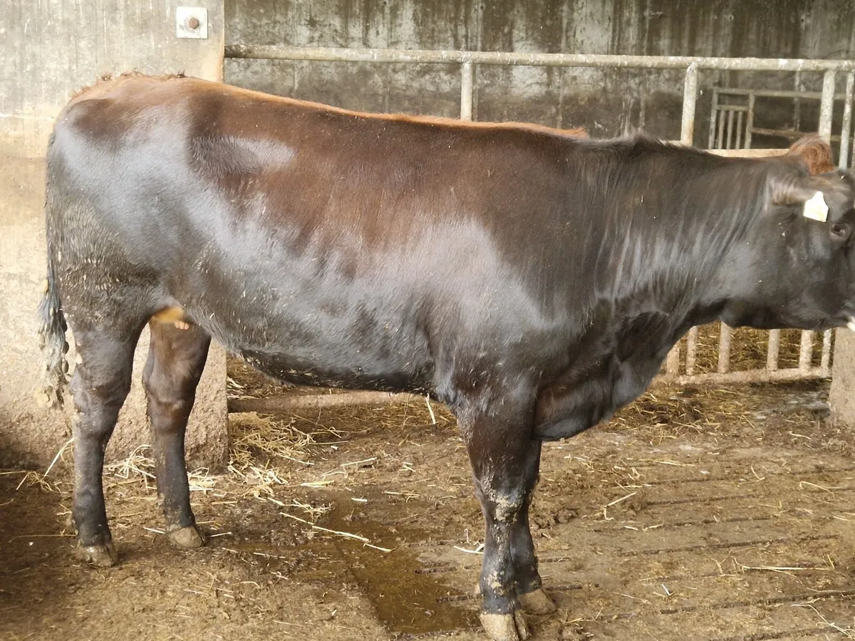 Breeding Heifers. - Image 3
