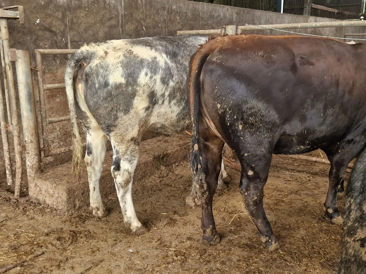 Breeding Heifers. - Image 4