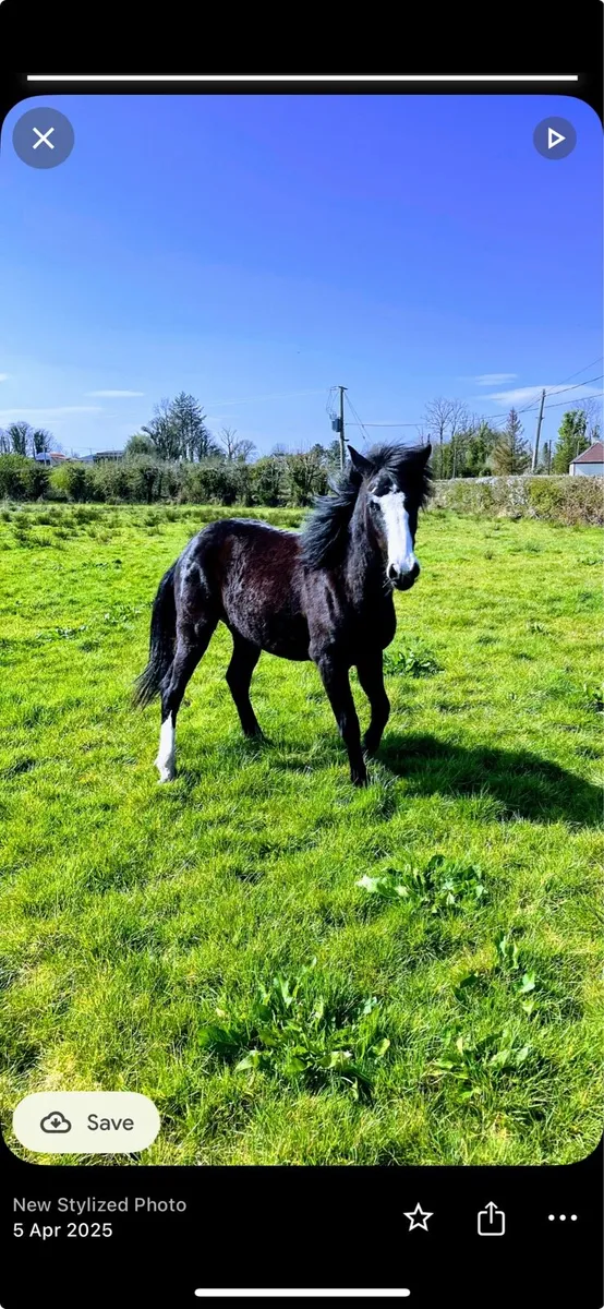 Sports filly - Image 2