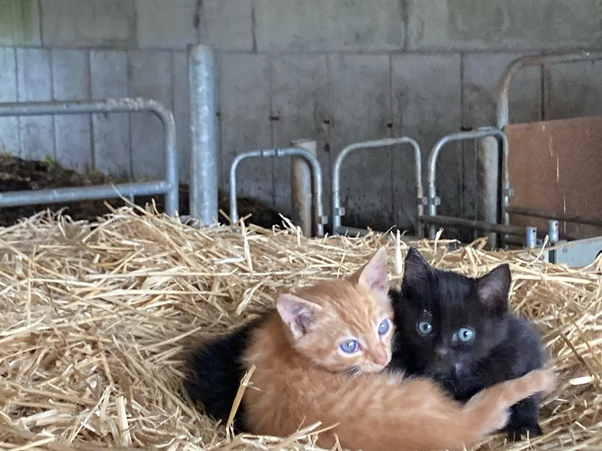 Kittens - Image 2