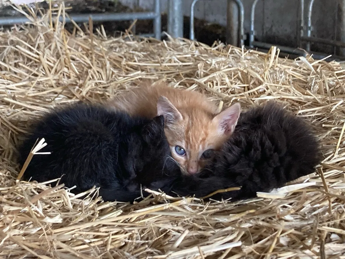 Kittens - Image 3