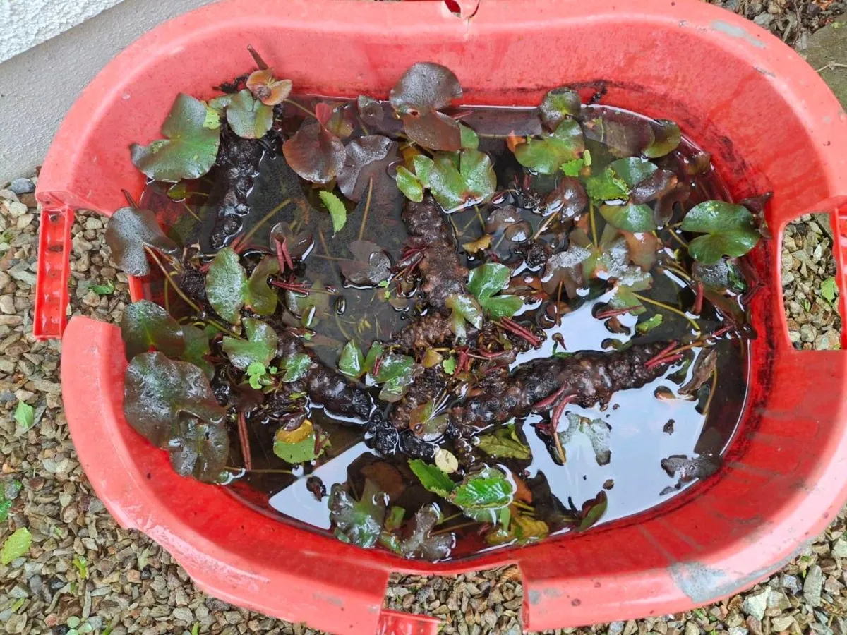 Water Lily Rhizome