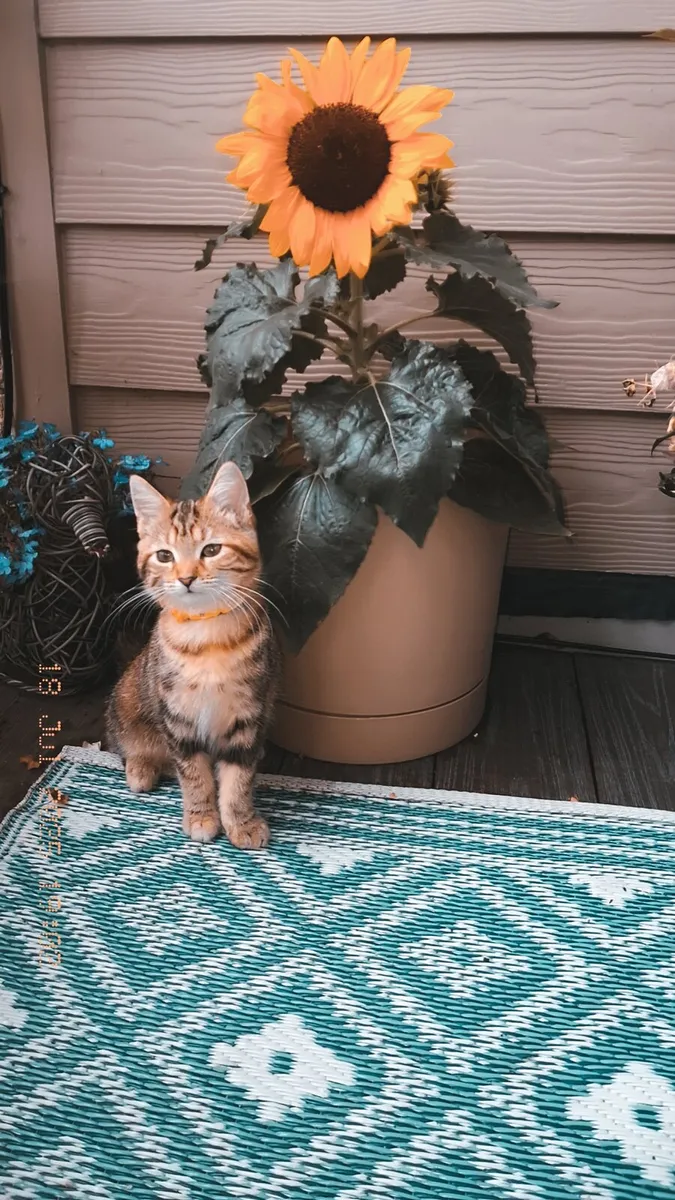 Kitten (mixed breed) - Image 1