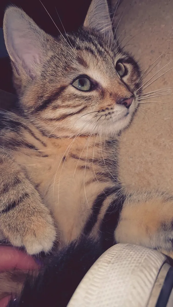 Kitten (mixed breed) - Image 2