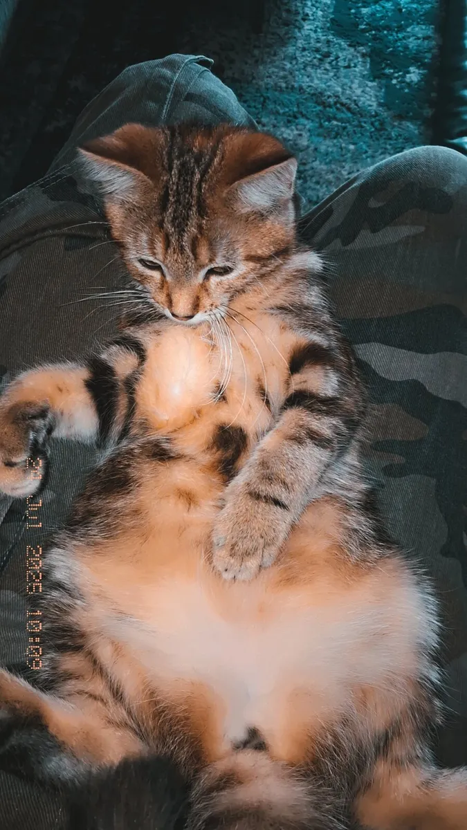 Kitten (mixed breed) - Image 3