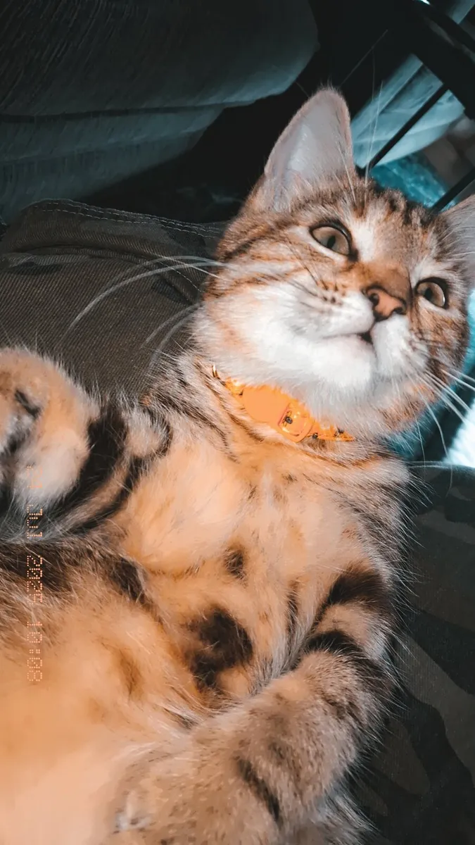 Kitten (mixed breed) - Image 4