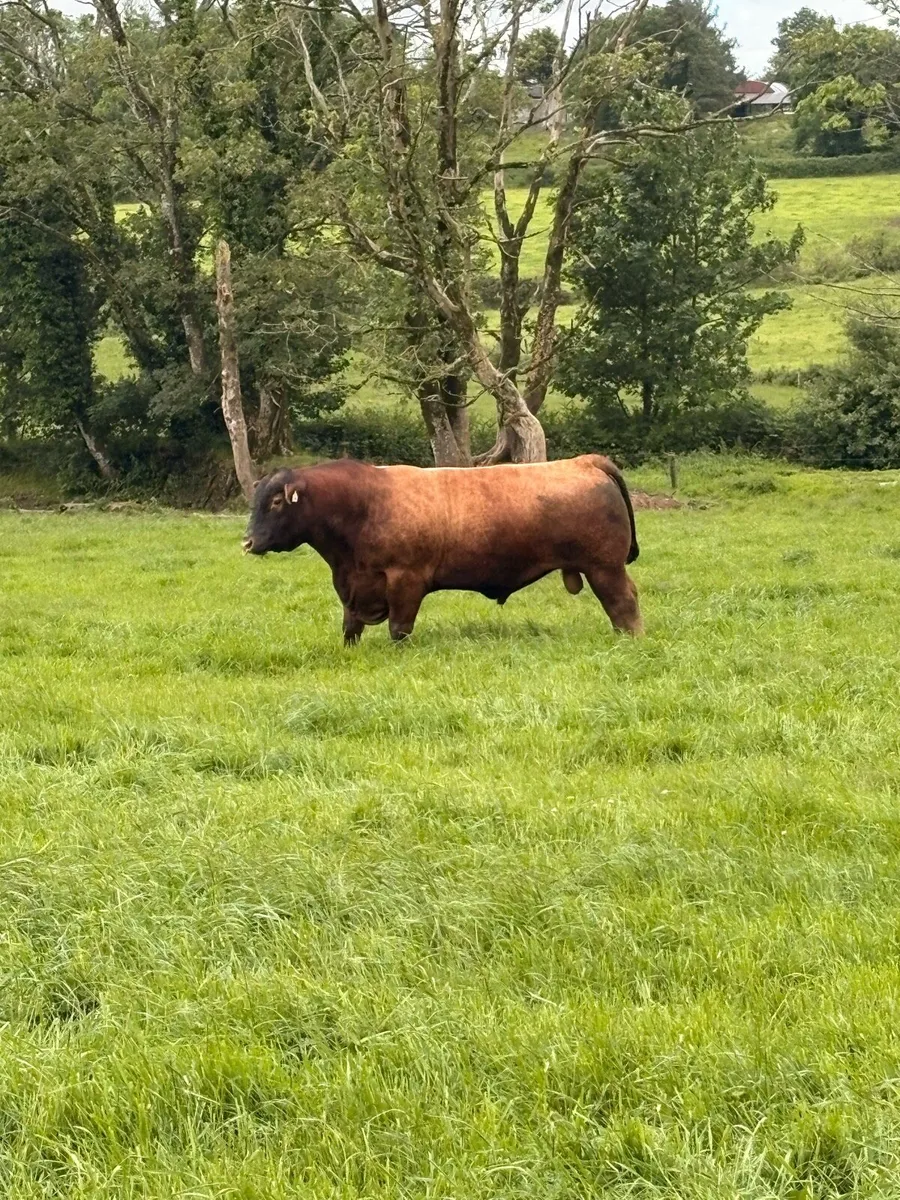 Bull - Image 2