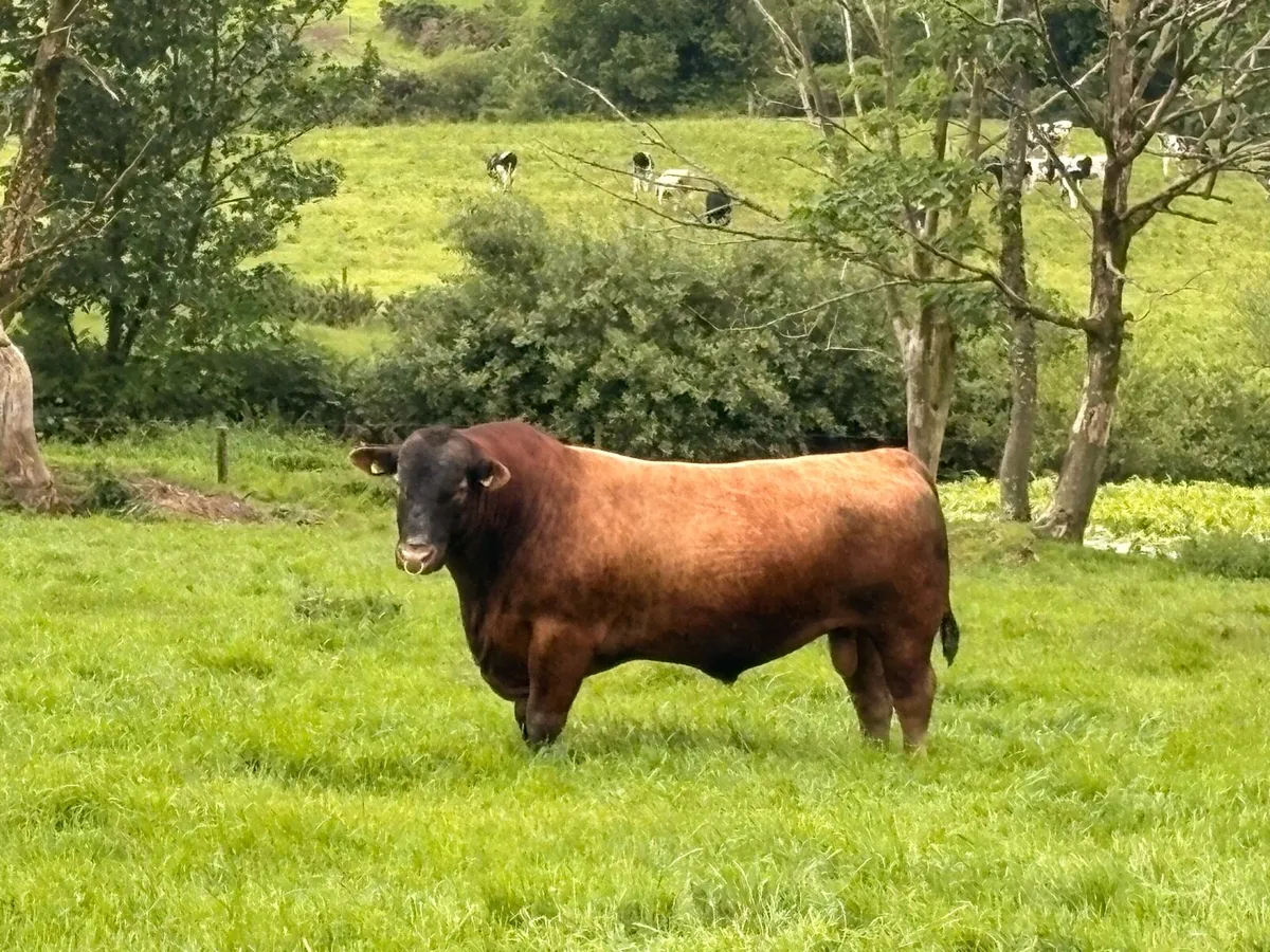 Bull - Image 3