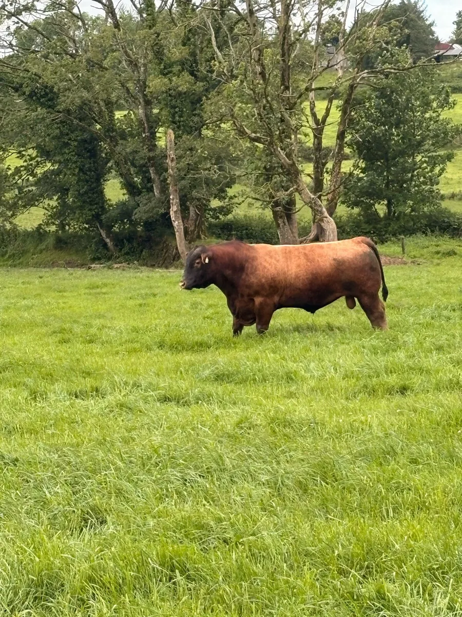 Bull - Image 4