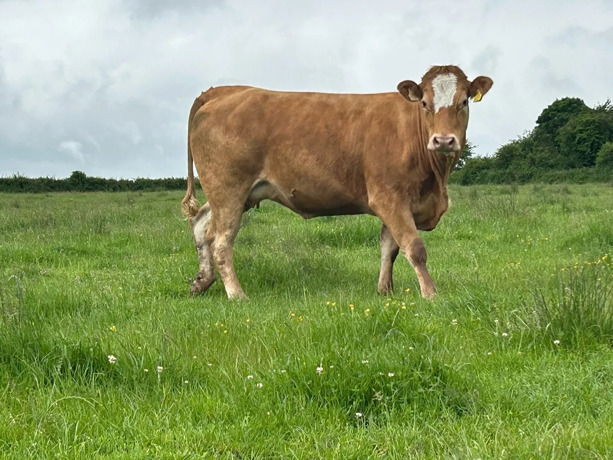 2 super Simmental incalf heifers - Image 2