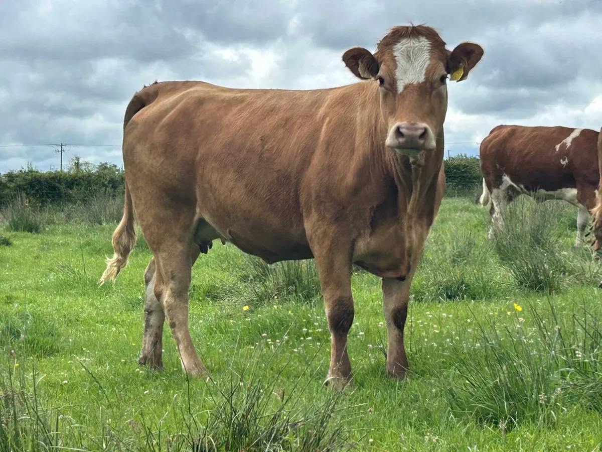 2 super Simmental incalf heifers - Image 3