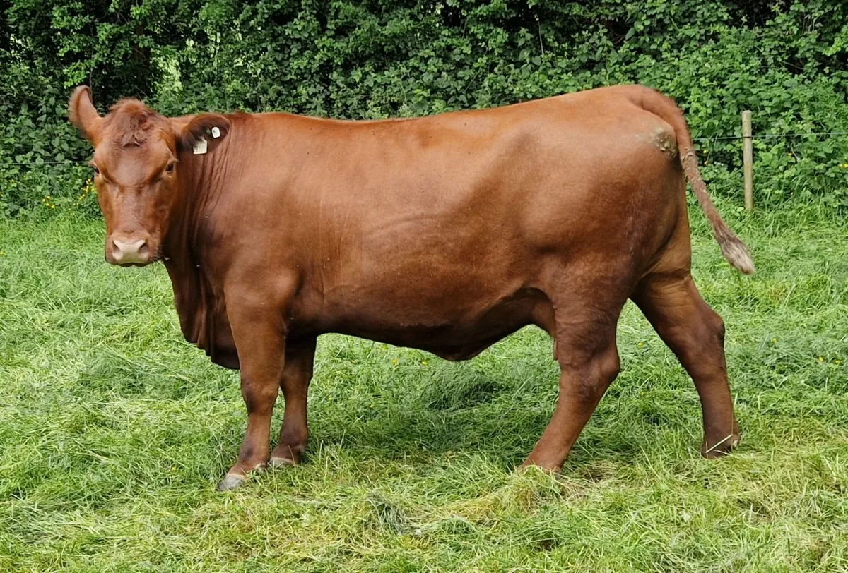Pedigree Red Angus Cow - Image 2
