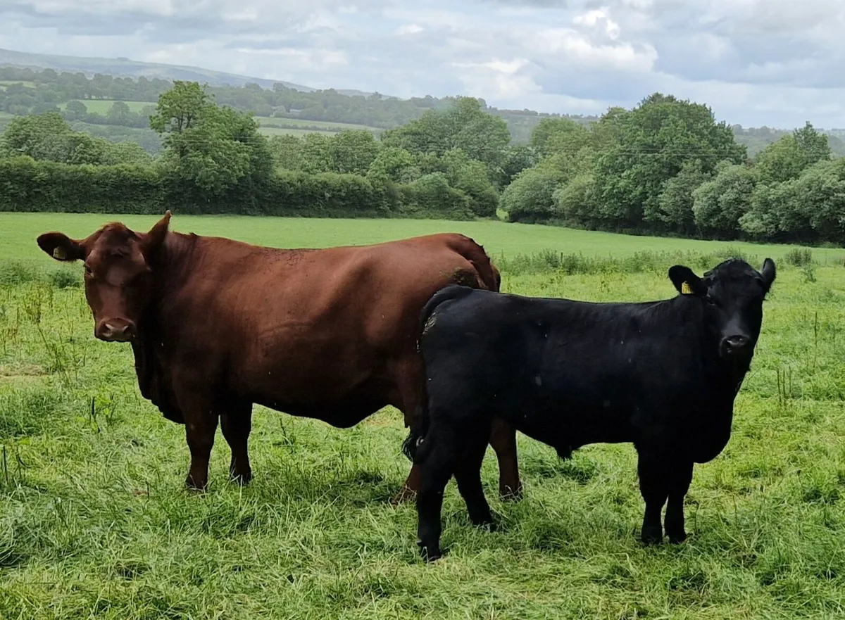 Pedigree Red Angus Cow - Image 1