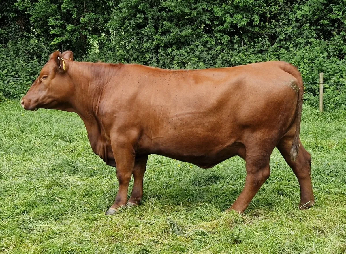 Pedigree Red Angus Cow - Image 3