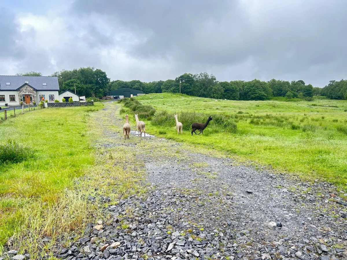 Alpacas - Image 2