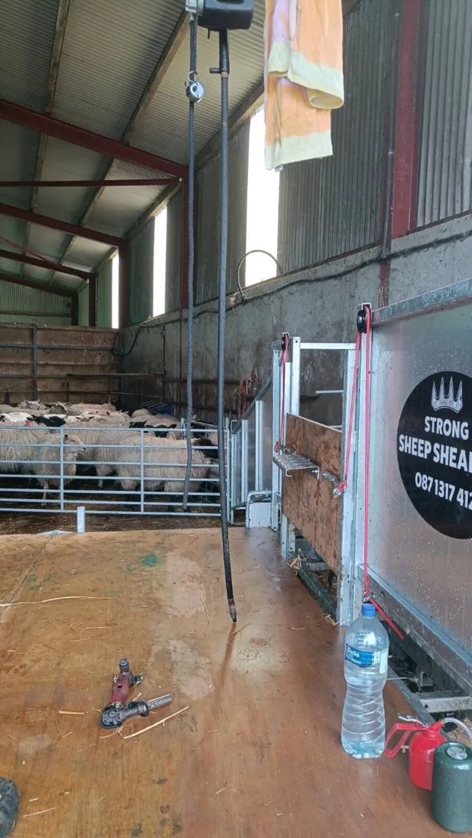 Sheep Shearing - Image 4